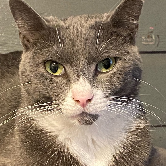 Meet your Posher, Cryss - Picture 1 of 1